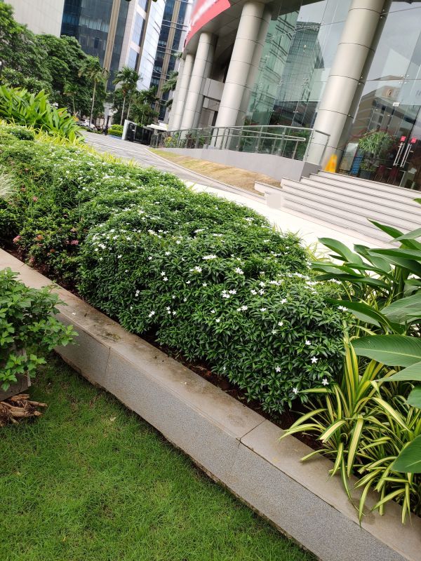 Landscape Edging Services